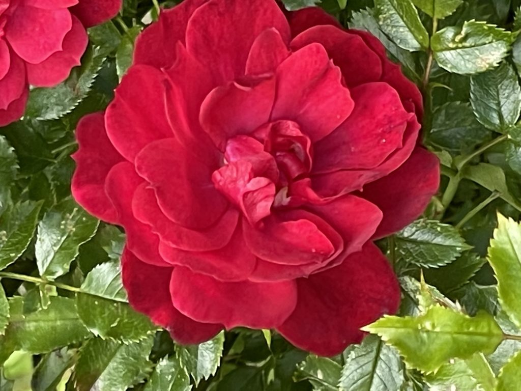 Ruby Wedding rose