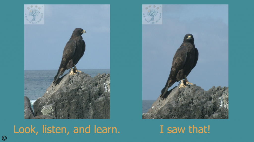 Galapagos Hawk Meme