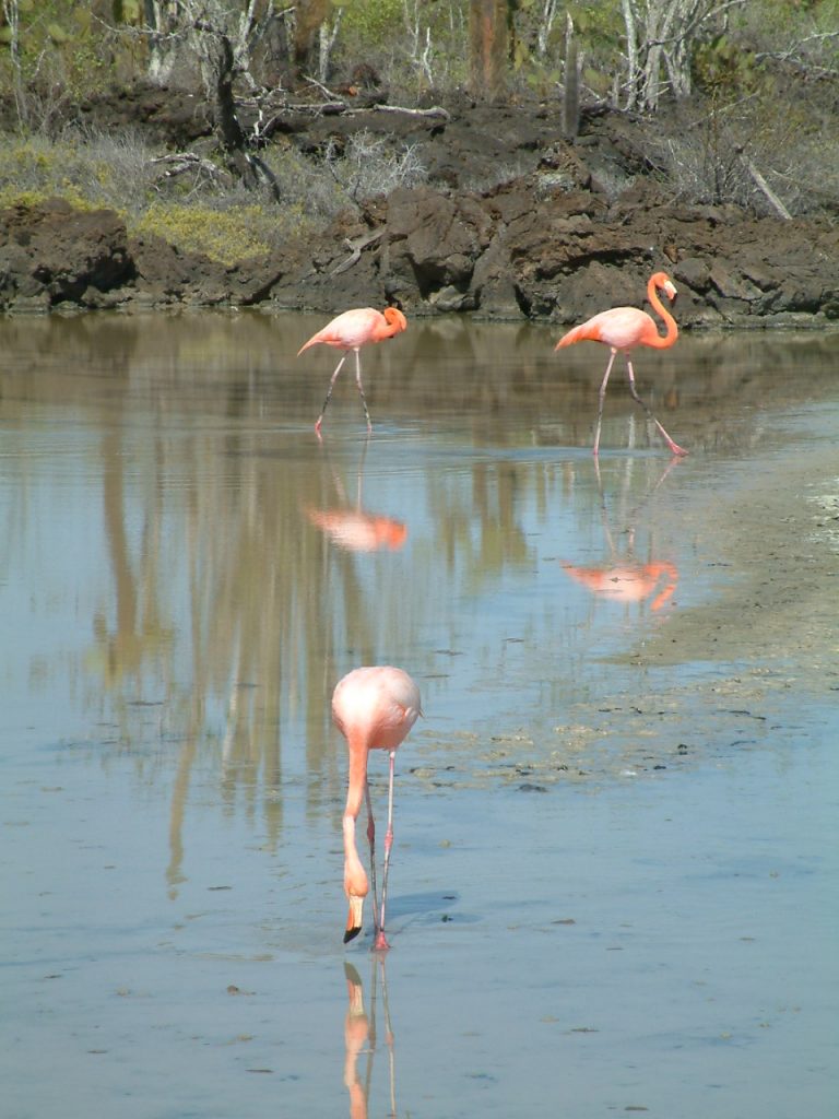 Galapagos flamingos reflection.