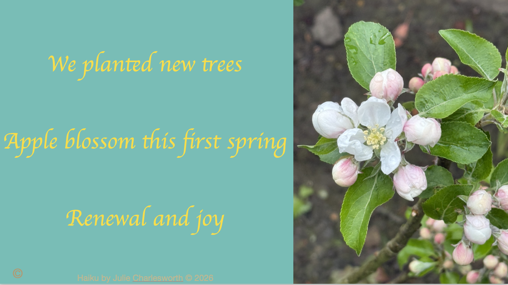 Photo of Apple Blossom and a haiku 2026