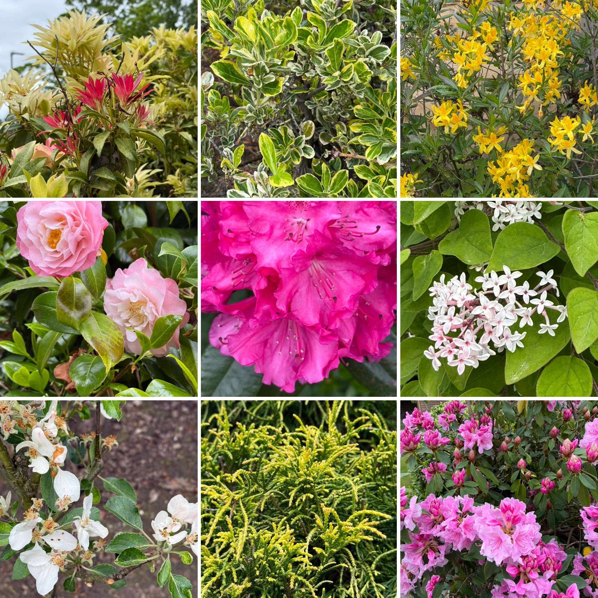 Snapshots  of garden flowers and new growth Early May 2026