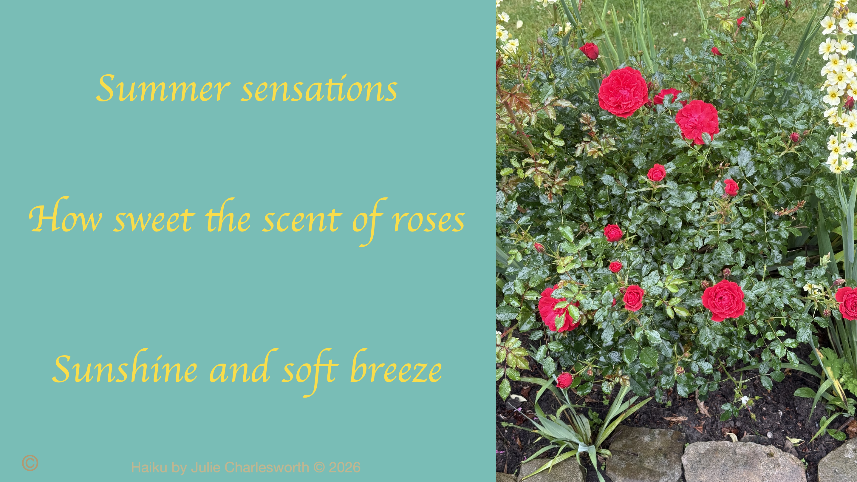 Summer sensations haiku  and  roses